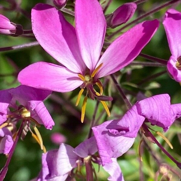 Cleome houtteana Çiçek