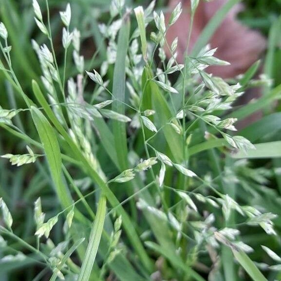 Poa annua Frukt