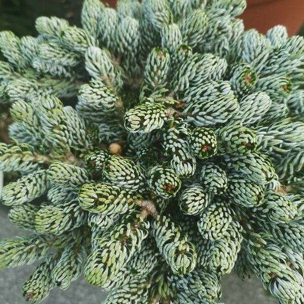 Abies lasiocarpa Fulla