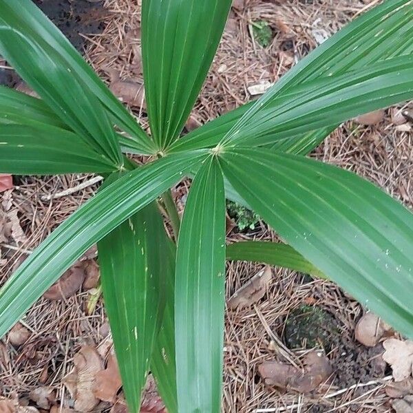 Ellisiophyllum pinnatum Leht