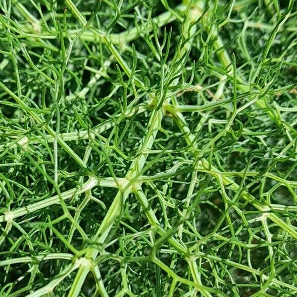 Foeniculum vulgare Blad