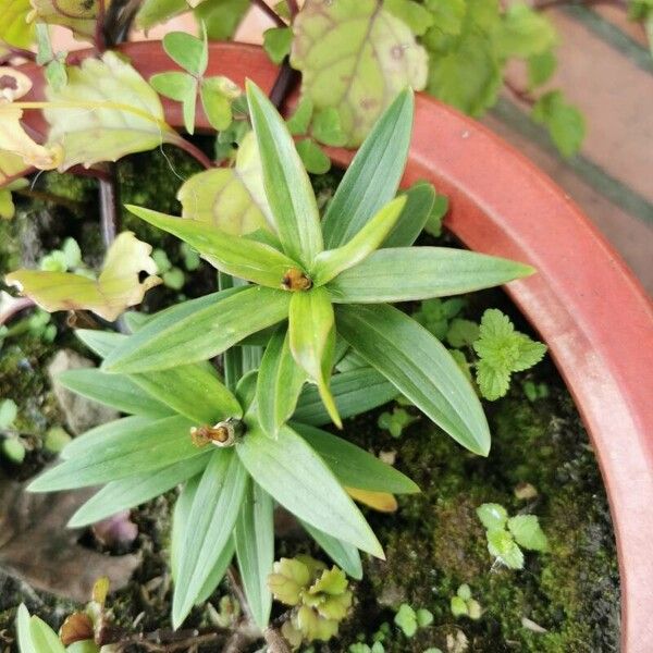 Lilium lancifolium برگ