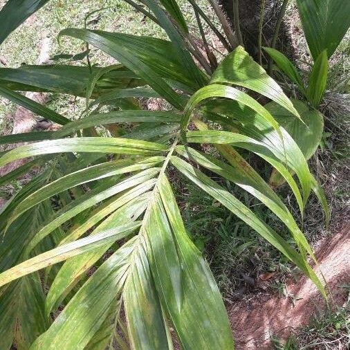 Bactris gasipaes Leaf