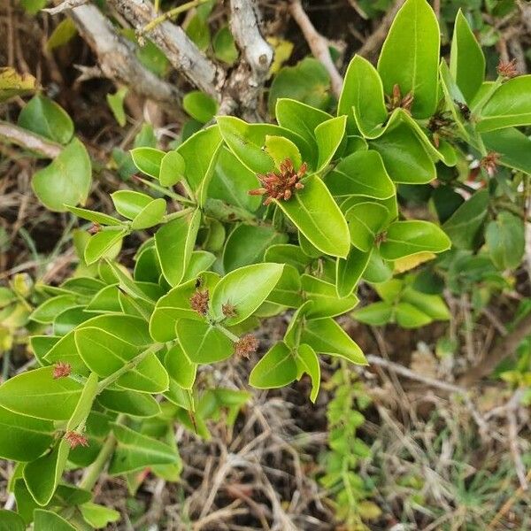 Carissa spinarum Leaf