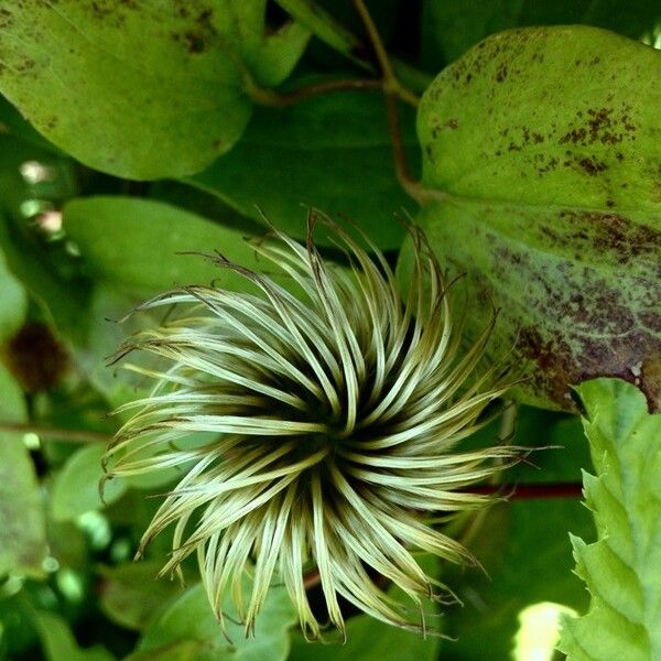 Clematis viticella Frukto