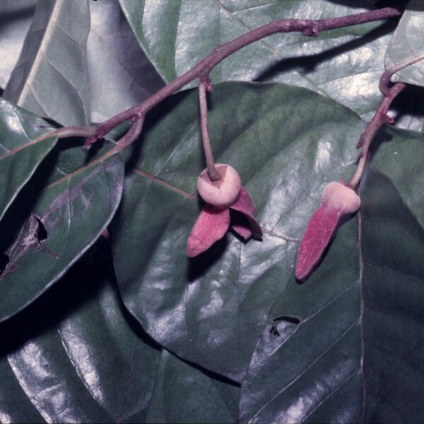 Annona haematantha Floro