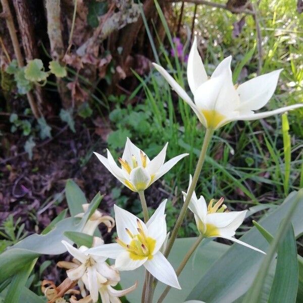 Tulipa turkestanica Flor