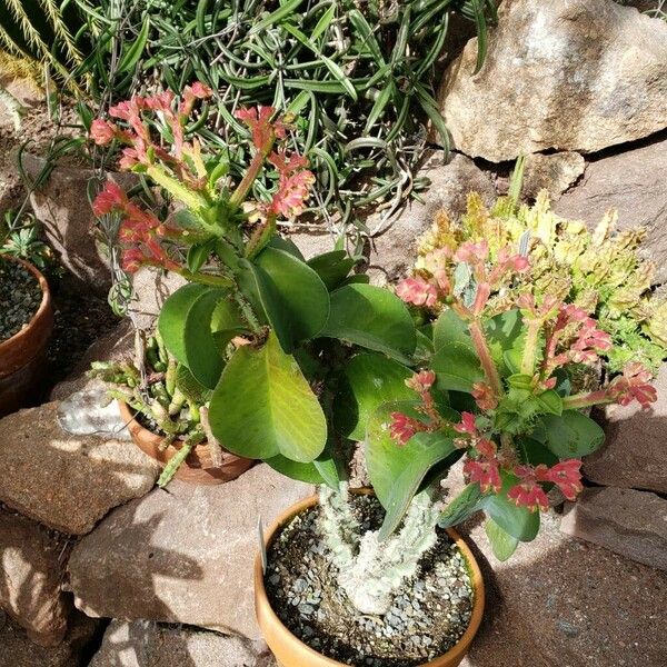 Euphorbia magnifica Habit