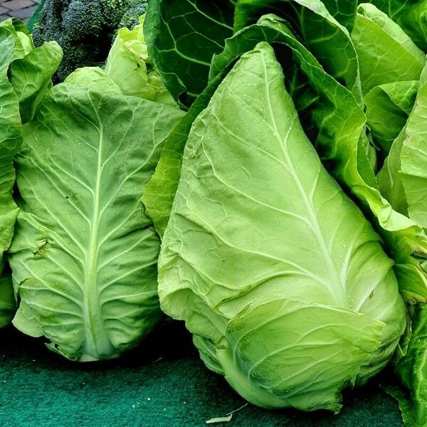 Brassica oleracea Folio