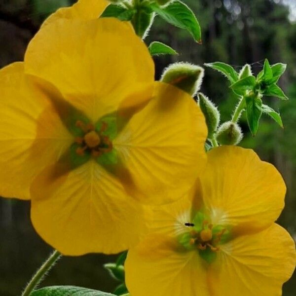 Ludwigia octovalvis फूल