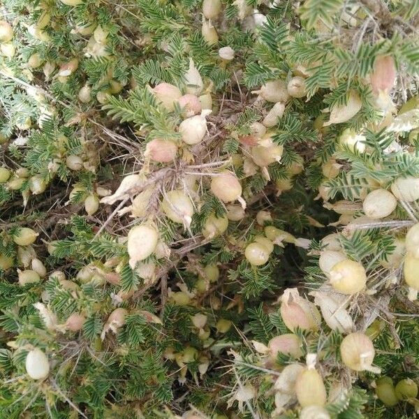 Astragalus armatus Leaf