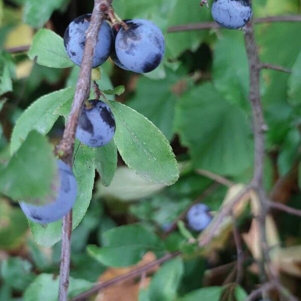 Prunus × fruticans Frugt