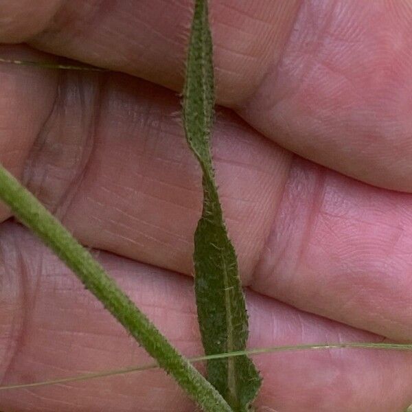 Pilosella cymosa List