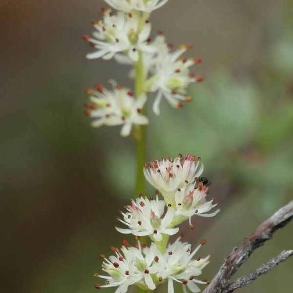 Triantha glutinosa Fleur