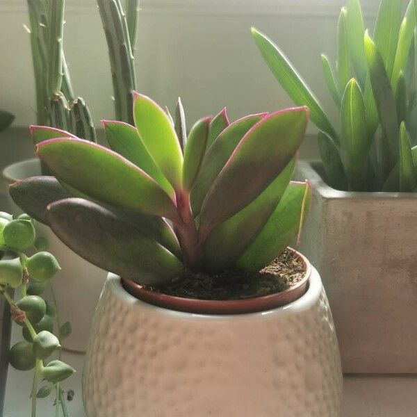 Senecio crassiflorus Leaf