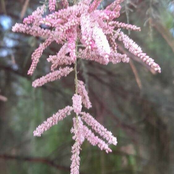 Tamarix ramosissima Λουλούδι