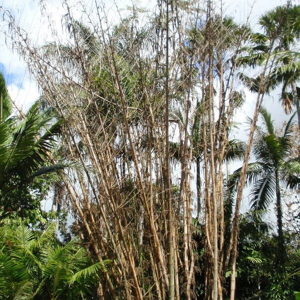 Dendrocalamus giganteus Hábitos