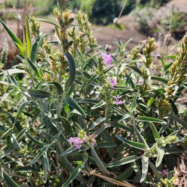 Hypoestes forskaolii Fulla