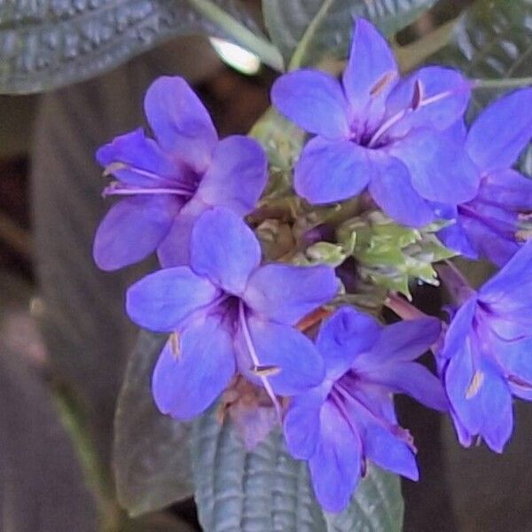 Eranthemum pulchellum 花