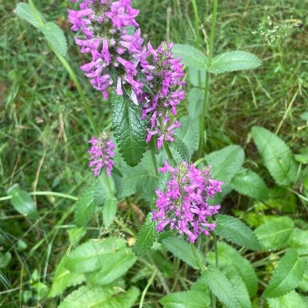 Stachys officinalis 花