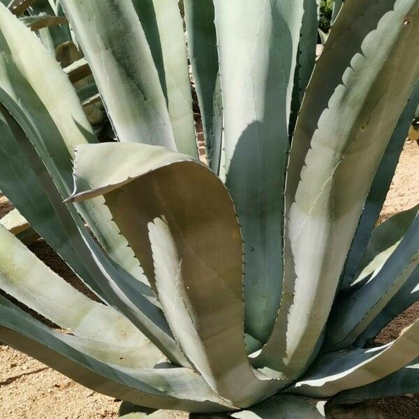 Agave weberi Blatt