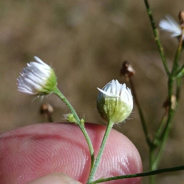 Erigeron strigosus Flower