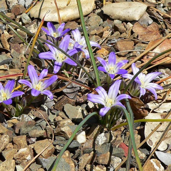 Brodiaea terrestris Kwiat