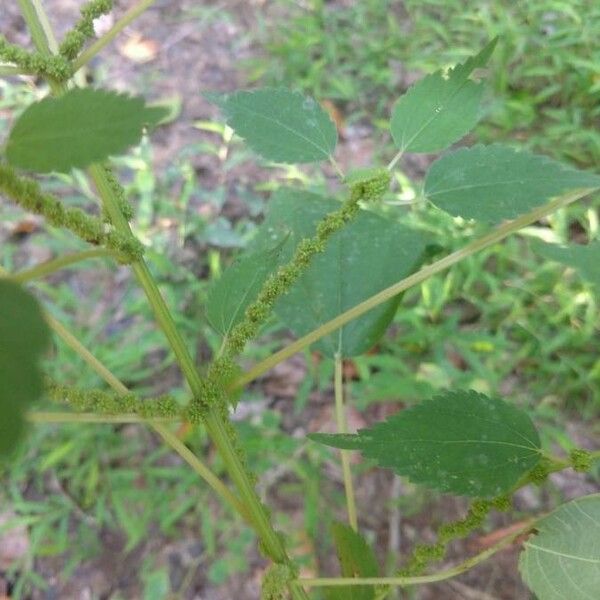 Boehmeria cylindrica Bark