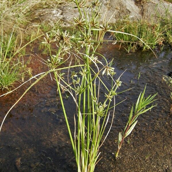 Cyperus compressus ശീലം