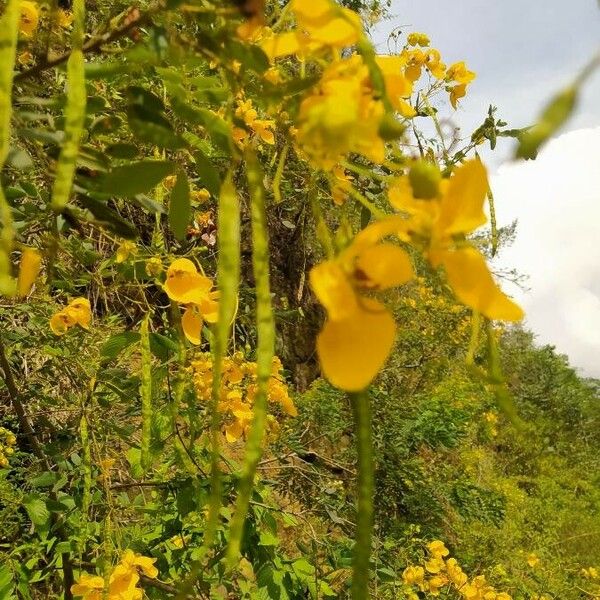 Senna multiglandulosa Owoc