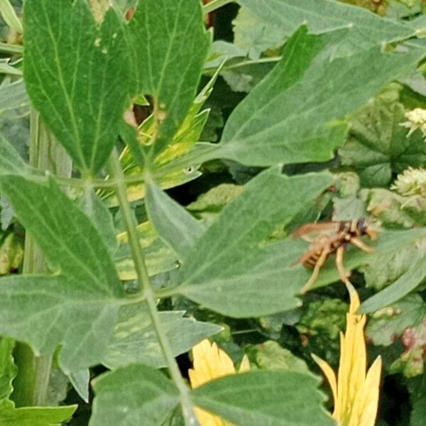 Apium graveolens Leaf