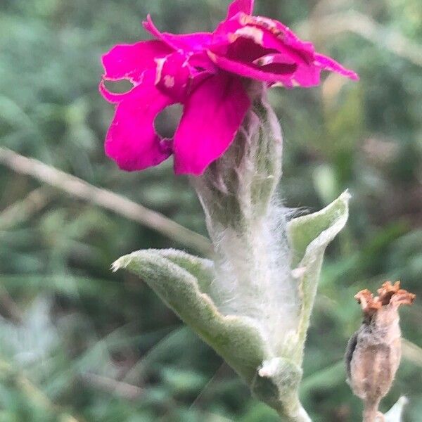 Silene coronaria Květ