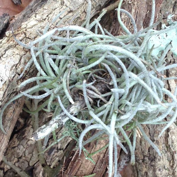 Tillandsia recurvata List