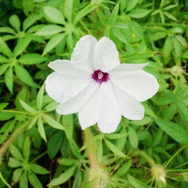 Ipomoea pes-tigridis Flor