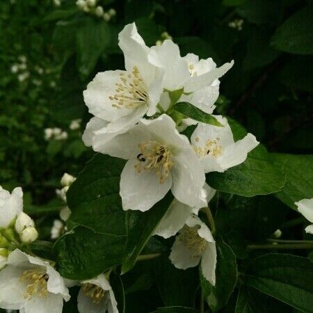 Philadelphus coronarius മറ്റ്