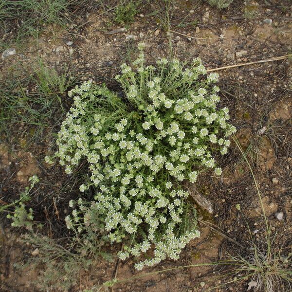 Teucrium expassum Hábito