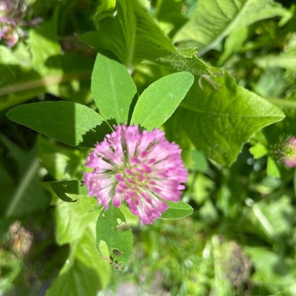 Trifolium medium 花