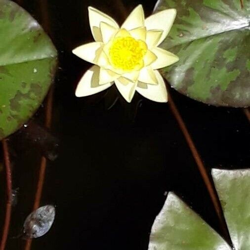 Nymphaea odorata Flower