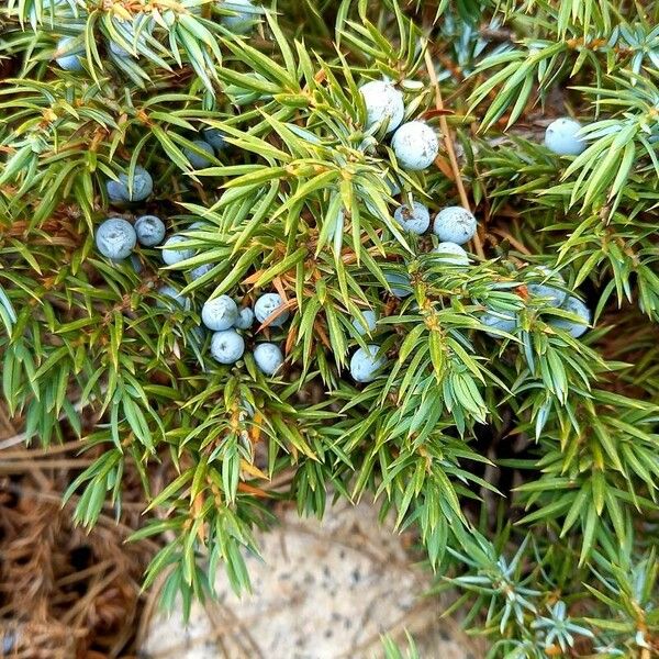 Juniperus communis फल