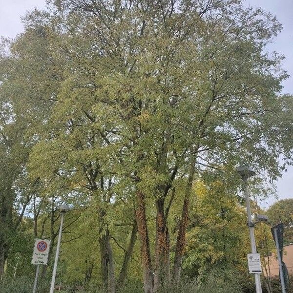Tilia tomentosa (Hungarian silver linden)