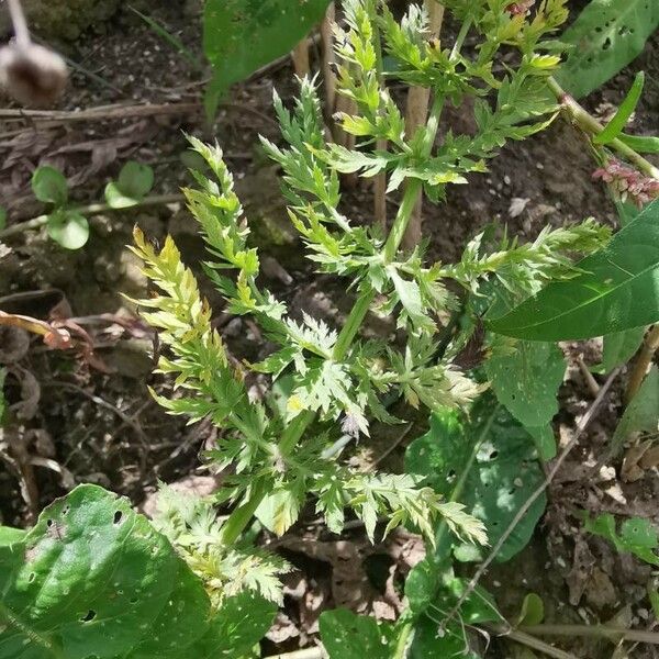 Sium latifolium Yaprak