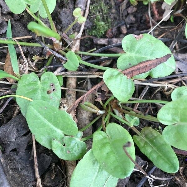 Rumex acetosa List