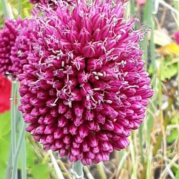 Allium sphaerocephalon Flower