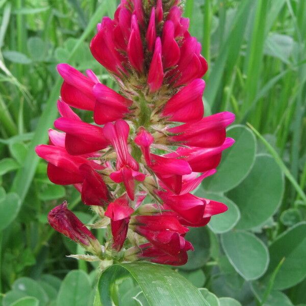 Hedysarum coronarium Flower