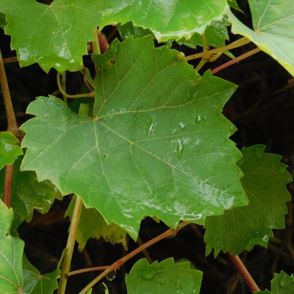 Vitis rupestris ഇല