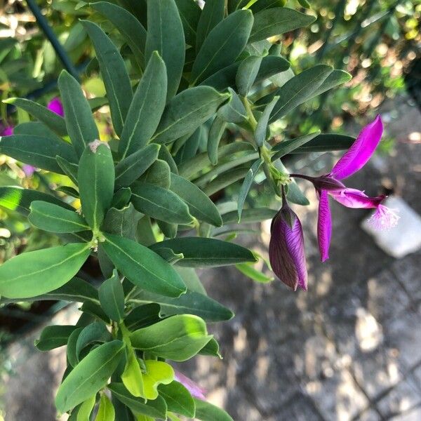 Polygala myrtifolia ഇല