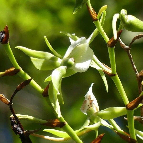 Angraecum eburneum Кветка