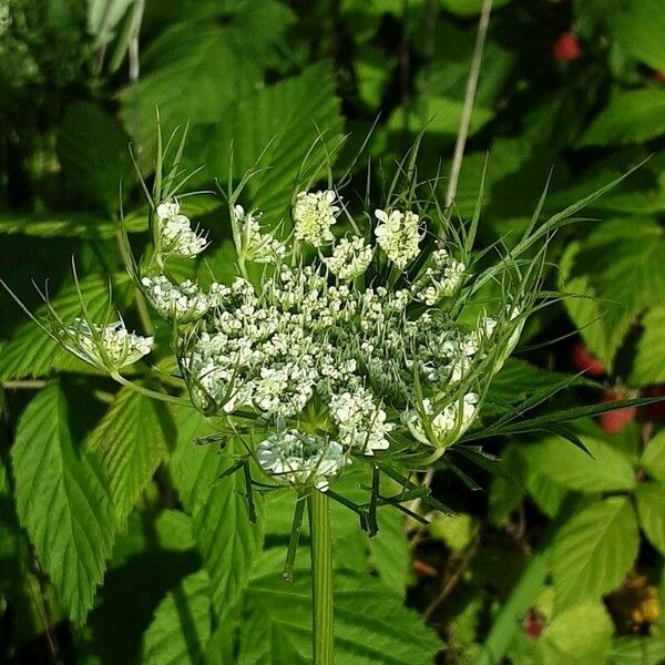 Ammi majus Blüte