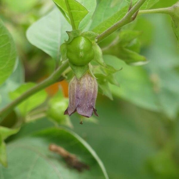 Atropa bella-donna Flower