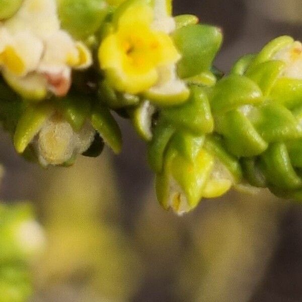 Juniperus phoenicea Flower